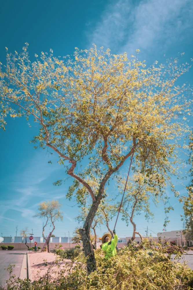 Tree Trimming Diaz Tree And Landscape Management